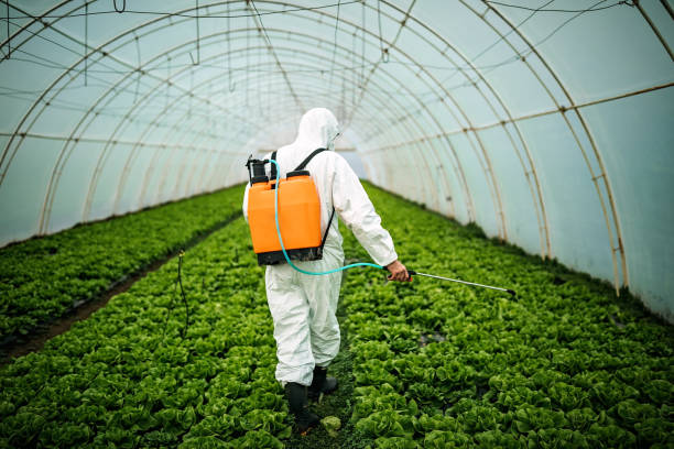 Best Best Pest Control Companies  in Second Mesa, AZ