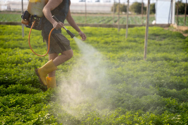 Best Wasp Removal Services  in Second Mesa, AZ