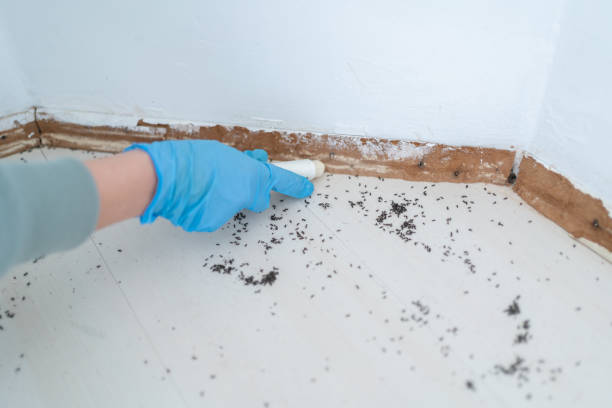 Best Pest Control Treatment  in Second Mesa, AZ